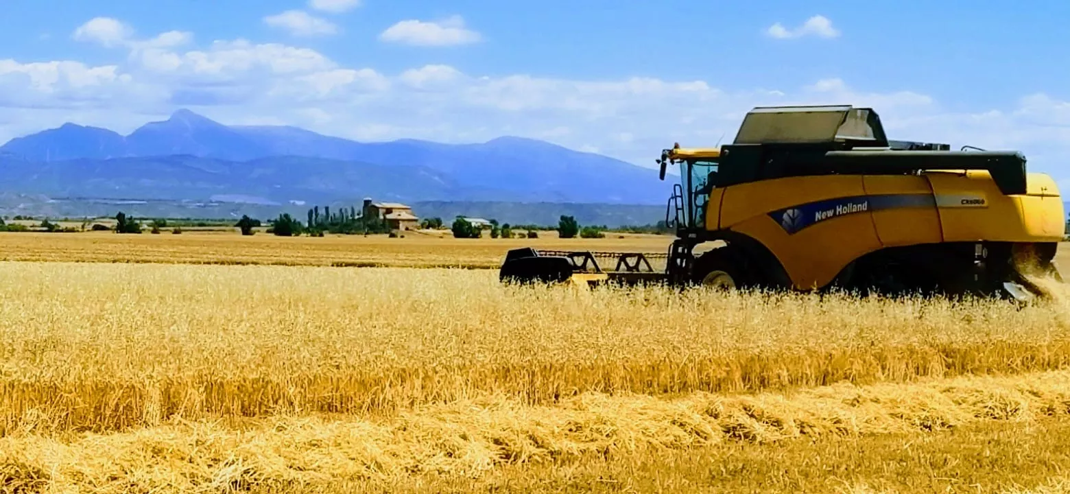 La cosecha de cereal, amenazada. Foto: Joaquín Santafé