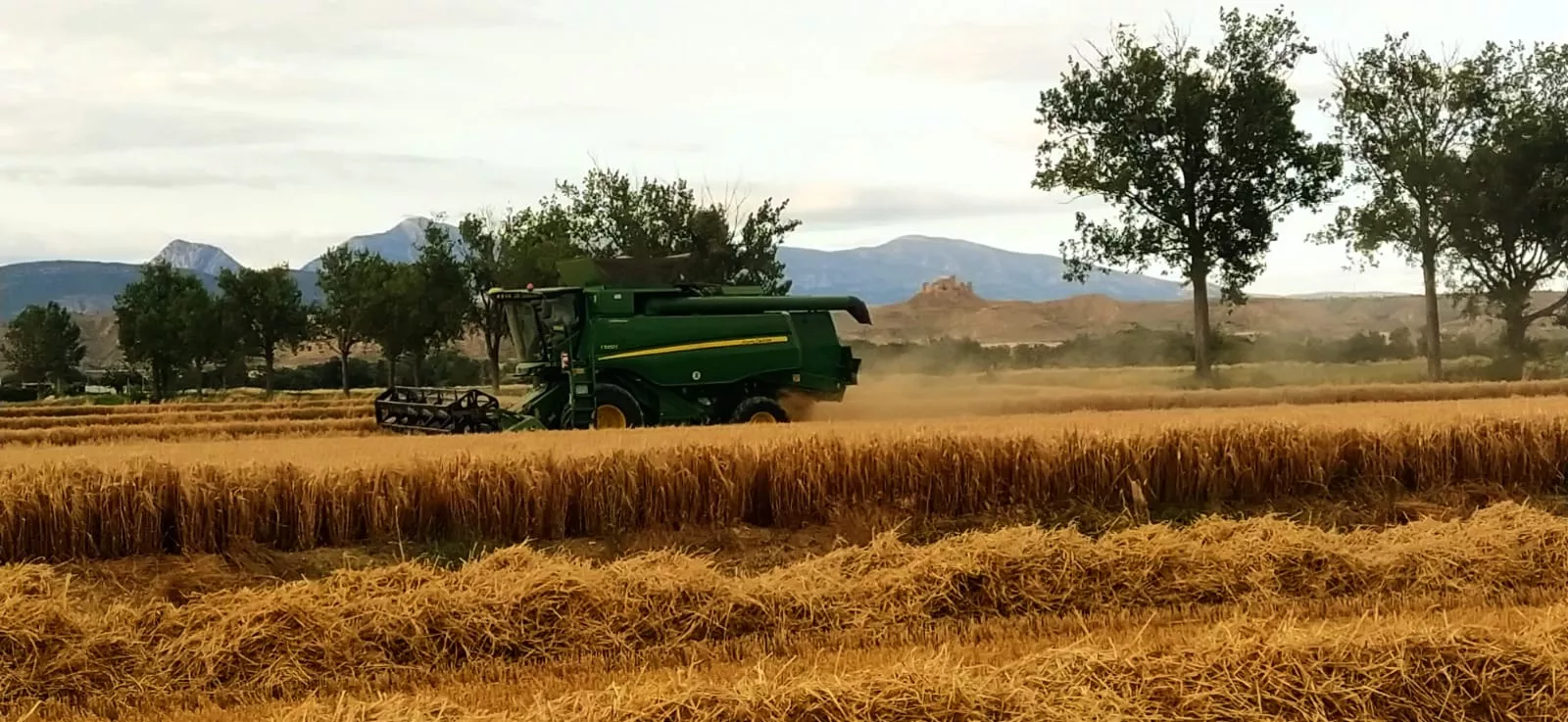 Buenas noticias para el cereal aragonés y oscense Foto: Joaquín Santafé