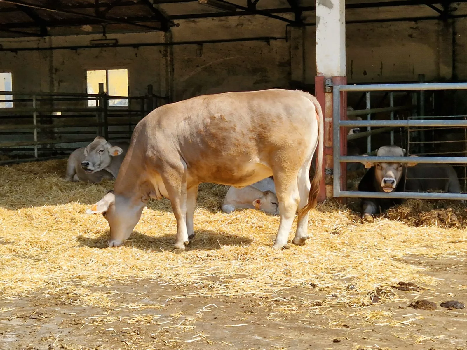 Aragón insta al ministerio a que aconseje la obligatoriedad de la vacunación contra la EHE.