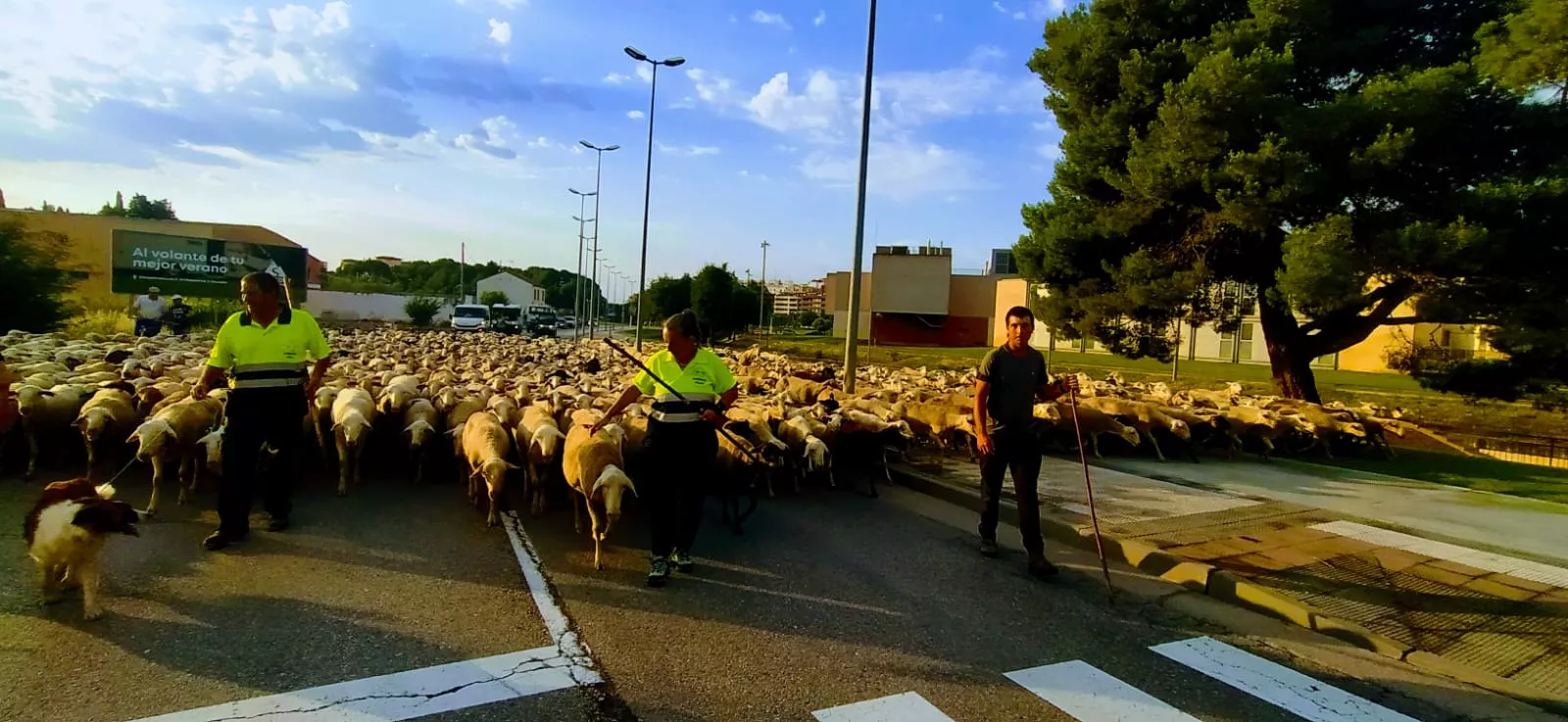 Eran las 8 horas y acababa de pasar por la ciudad de Huesca un rebaño de unas mil ovejas y cabras.  Foto Joaquín Santafé