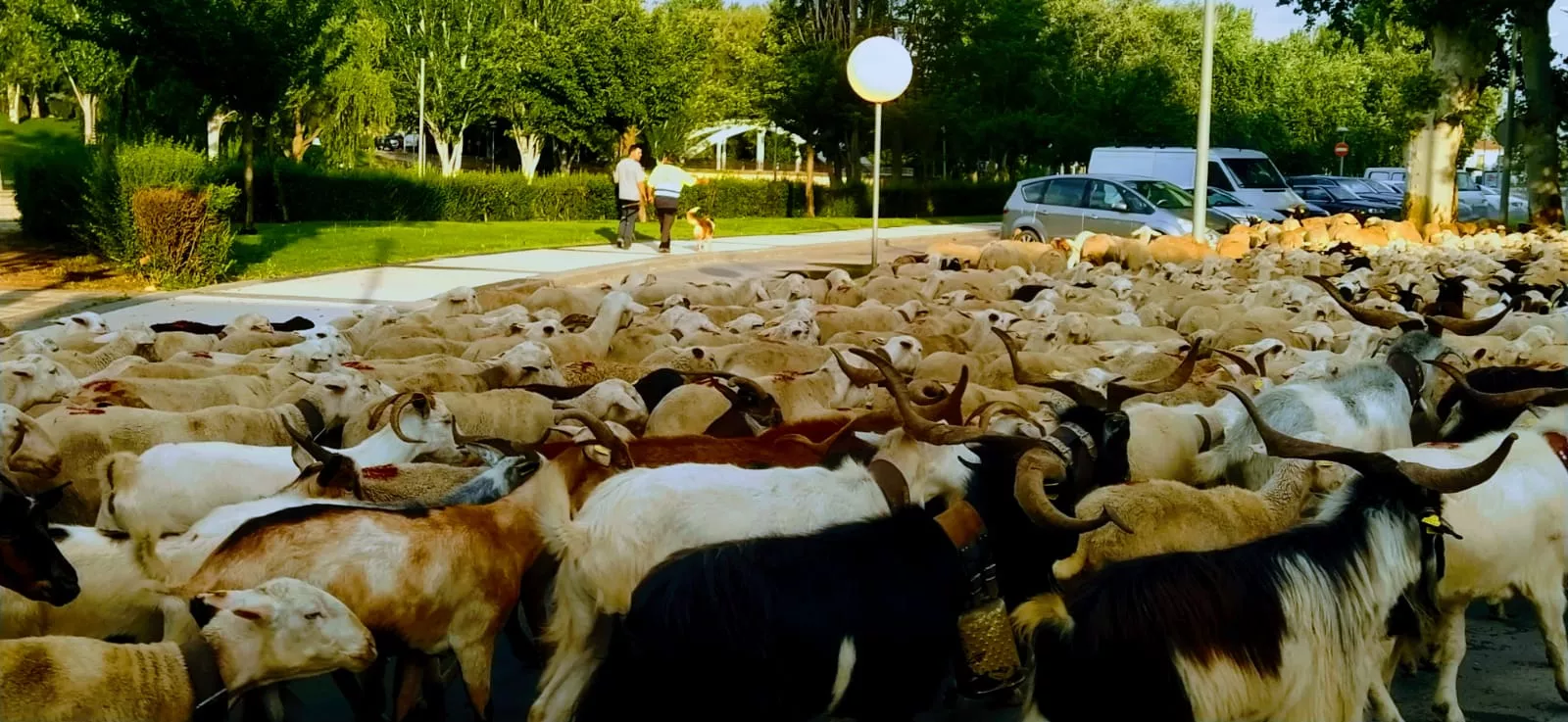 Procedente de Sangarren,  su lugar de origen, hacen trashumancia a los frescos prados del Pirineo.  Foto Joaquín Santafé