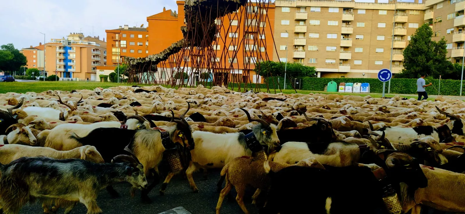 Siete días de trashumancia recorriendo la cañada (cabañera) hasta llegar a destino, donde pasará el verano. Foto Joaquín Santafé