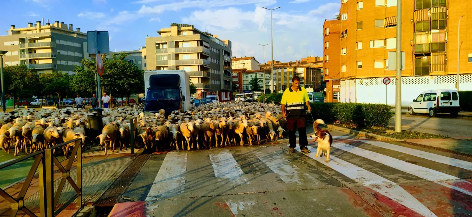 Escoltadas las ovejas por pastores amigos y, naturalmente, por la Policía Local.  Foto Joaquín Santafé