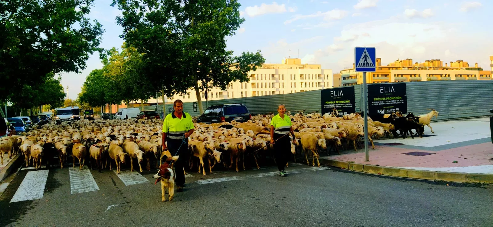 Buen camino y feliz estancia para amigos y rebaño.  Foto Joaquín Santafé