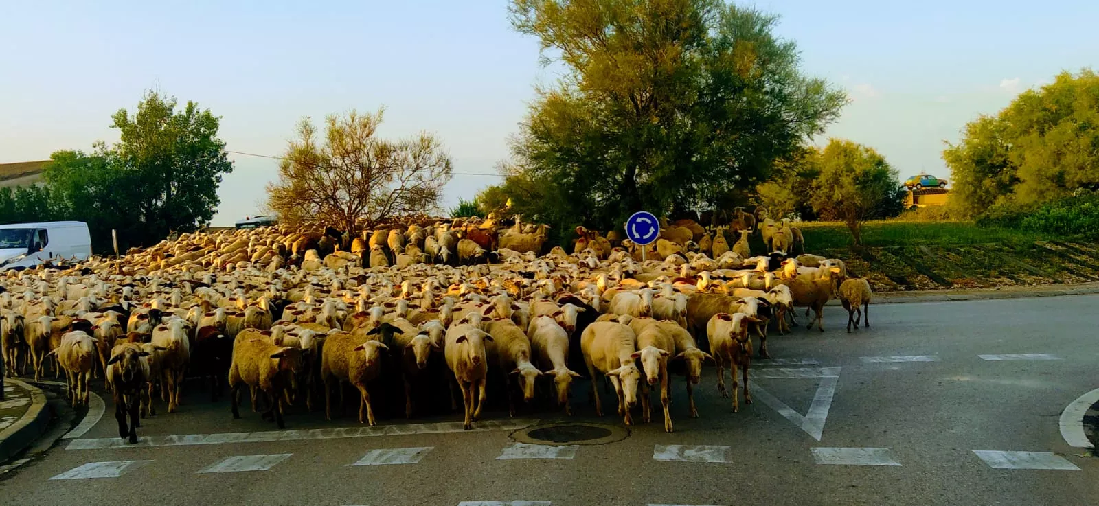 Trashumancia de Sangarrén a Canfranc. Foto Joaquín Santafé