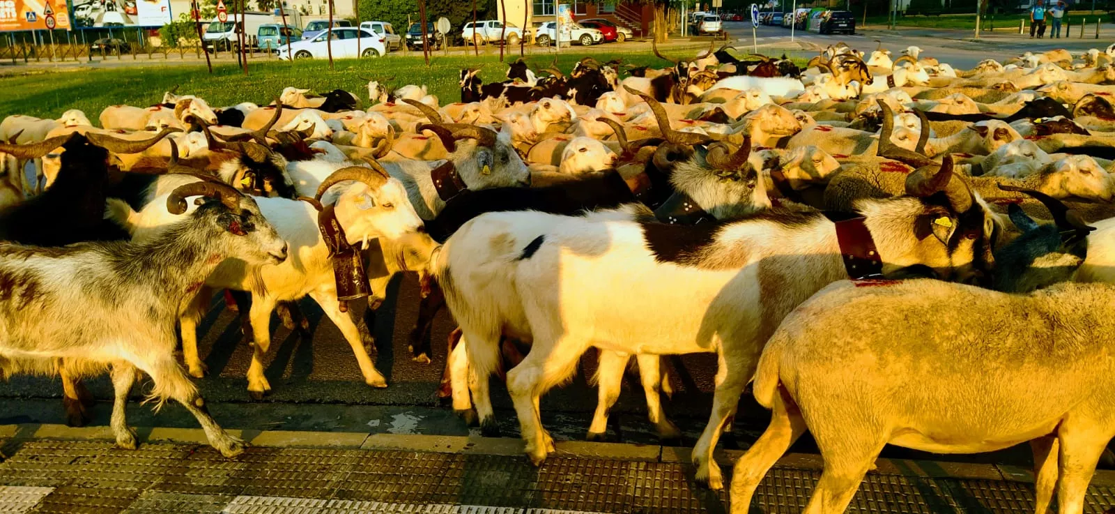 Trashumancia de Sangarrén a Canfranc. Foto Joaquín Santafé