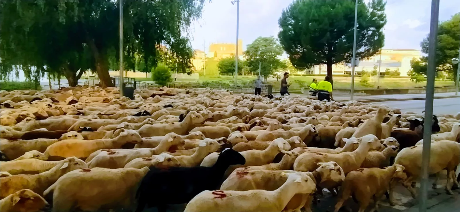 Trashumancia de Sangarrén a Canfranc. Foto Joaquín Santafé