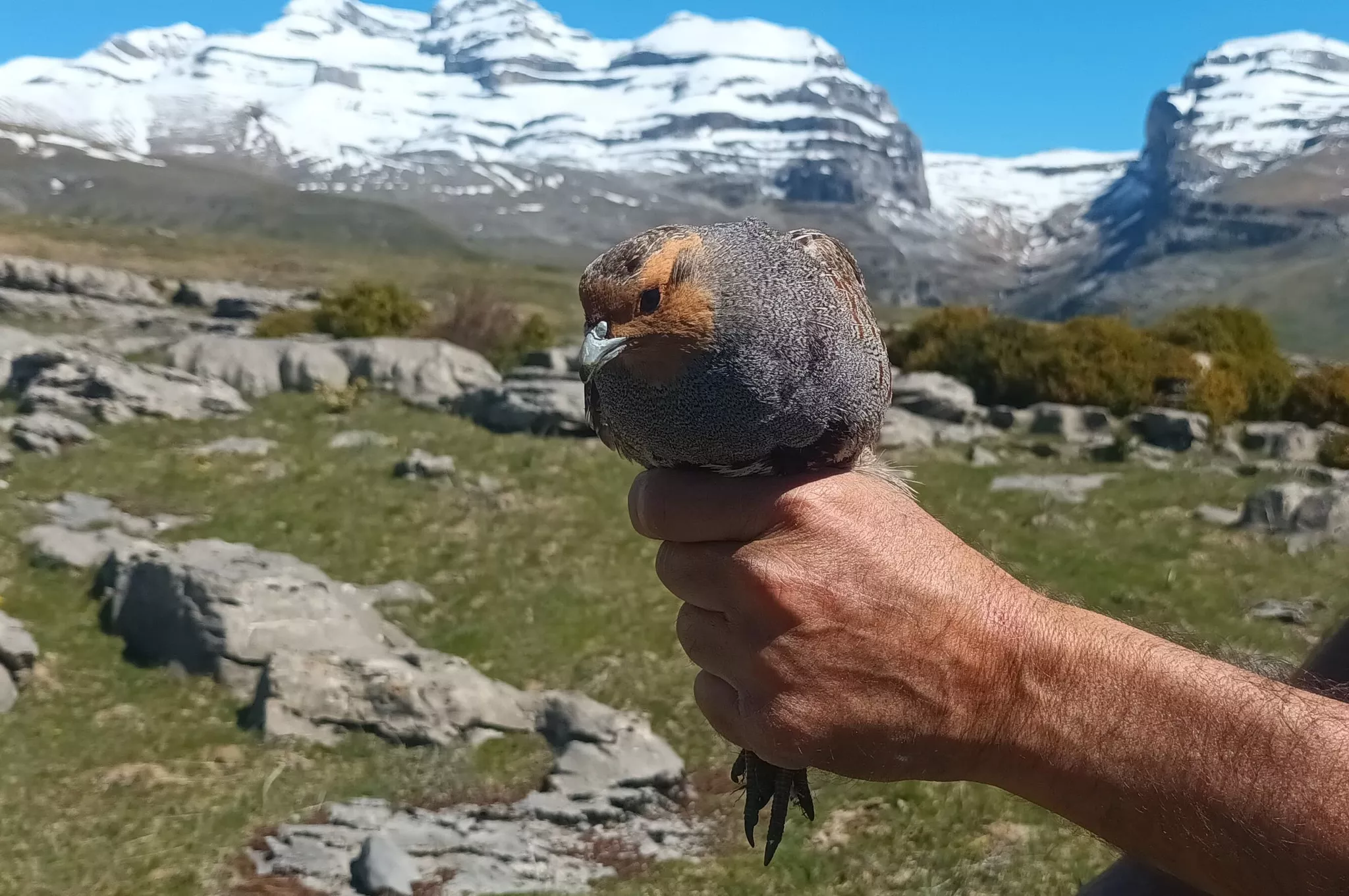 Dos perdices pardillas han sido equipadas en el Parque Nacional de Ordesa con emisores.