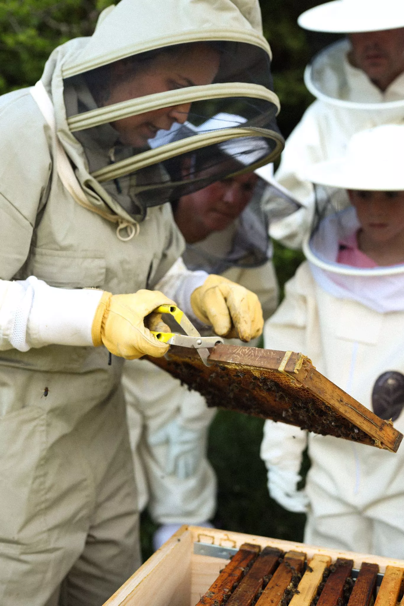 Visitas ecoguiadas al Apiario de Panticosa de Sandra Víu. Foto thealpha_photography
