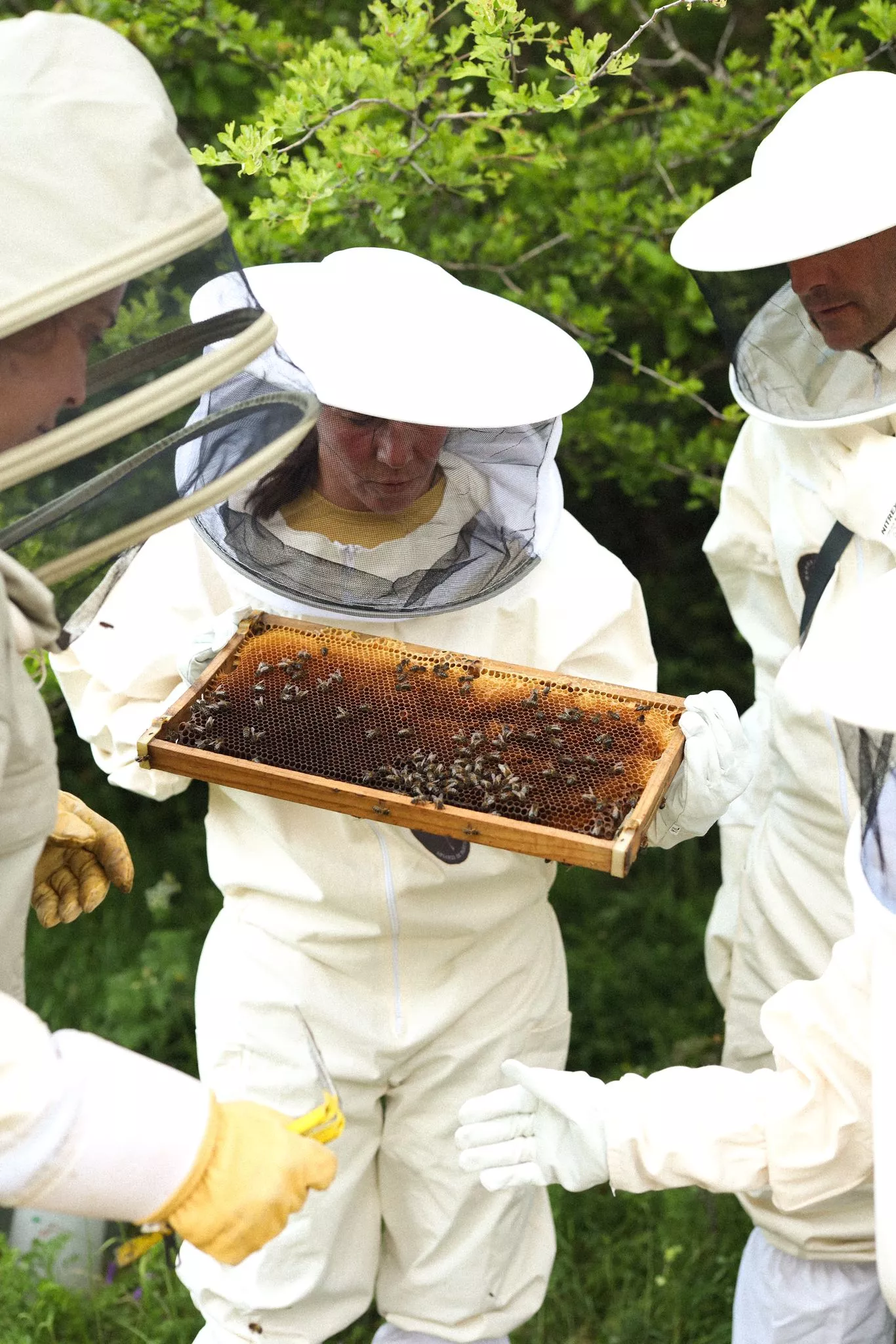 Visitas ecoguiadas al Apiario de Panticosa de Sandra Víu. Foto thealpha_photography