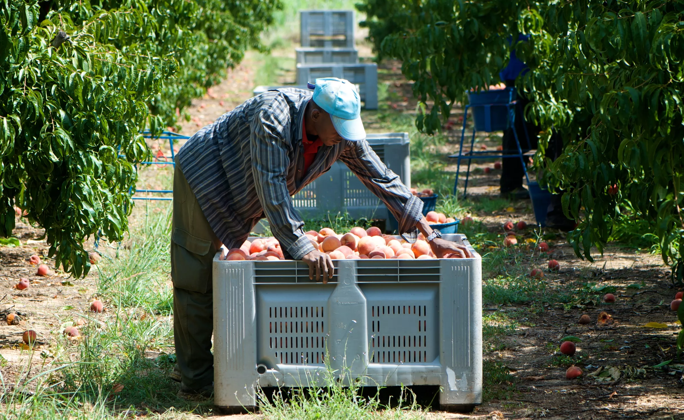 En esta temporada frutícola, el volumen de personas que ha llegado a la capital bajocinqueña para trabajar es mayor que años atrás.