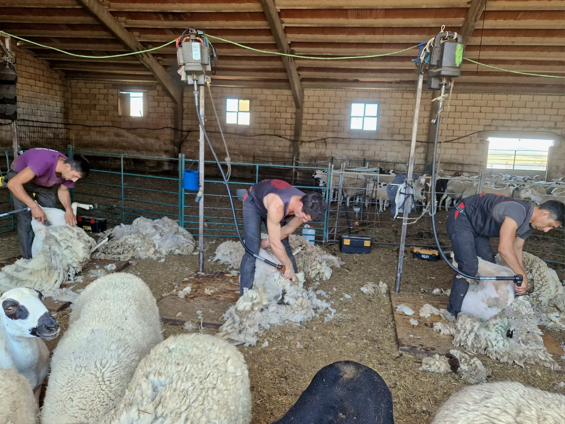 El Gobierno de Aragón recogerá gratuitamente la lana a los ganaderos de ovino.