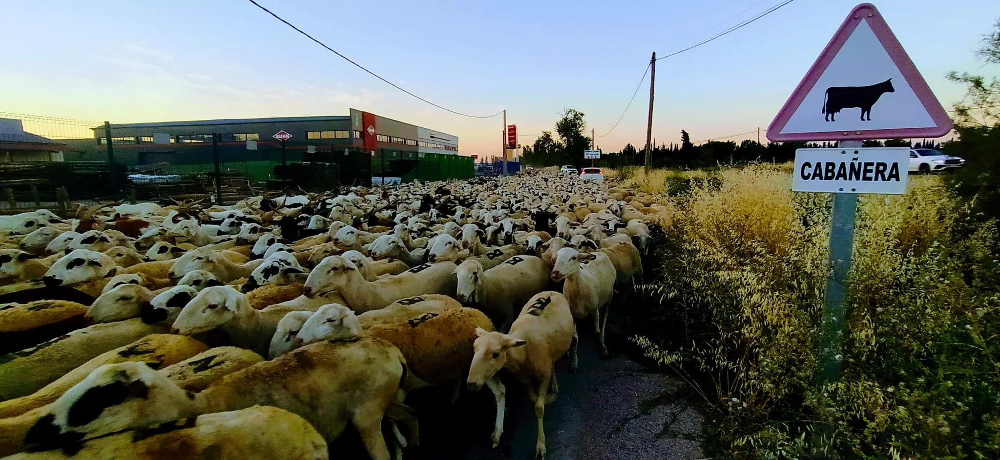 Trashumancia de un rebaño de dos mil ovejas y cabras por Huesca. Foto Joaquín Santafé