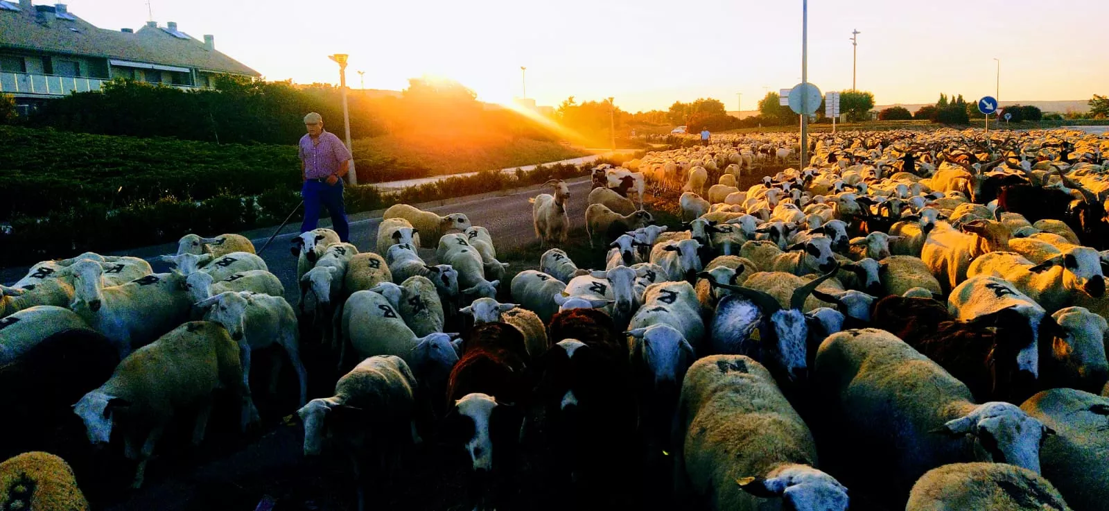Trashumancia de un rebaño de dos mil ovejas y cabras por Huesca. Foto Joaquín Santafé
