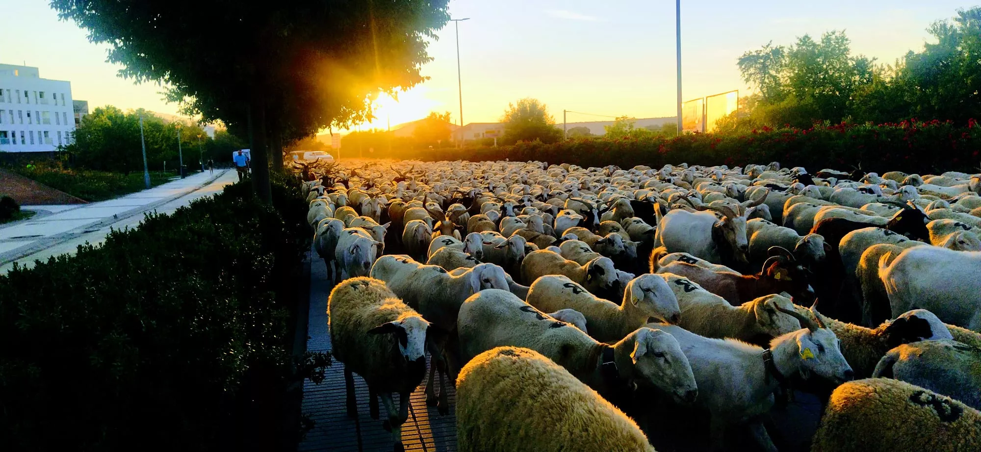 Trashumancia de un rebaño de dos mil ovejas y cabras por Huesca. Foto Joaquín Santafé