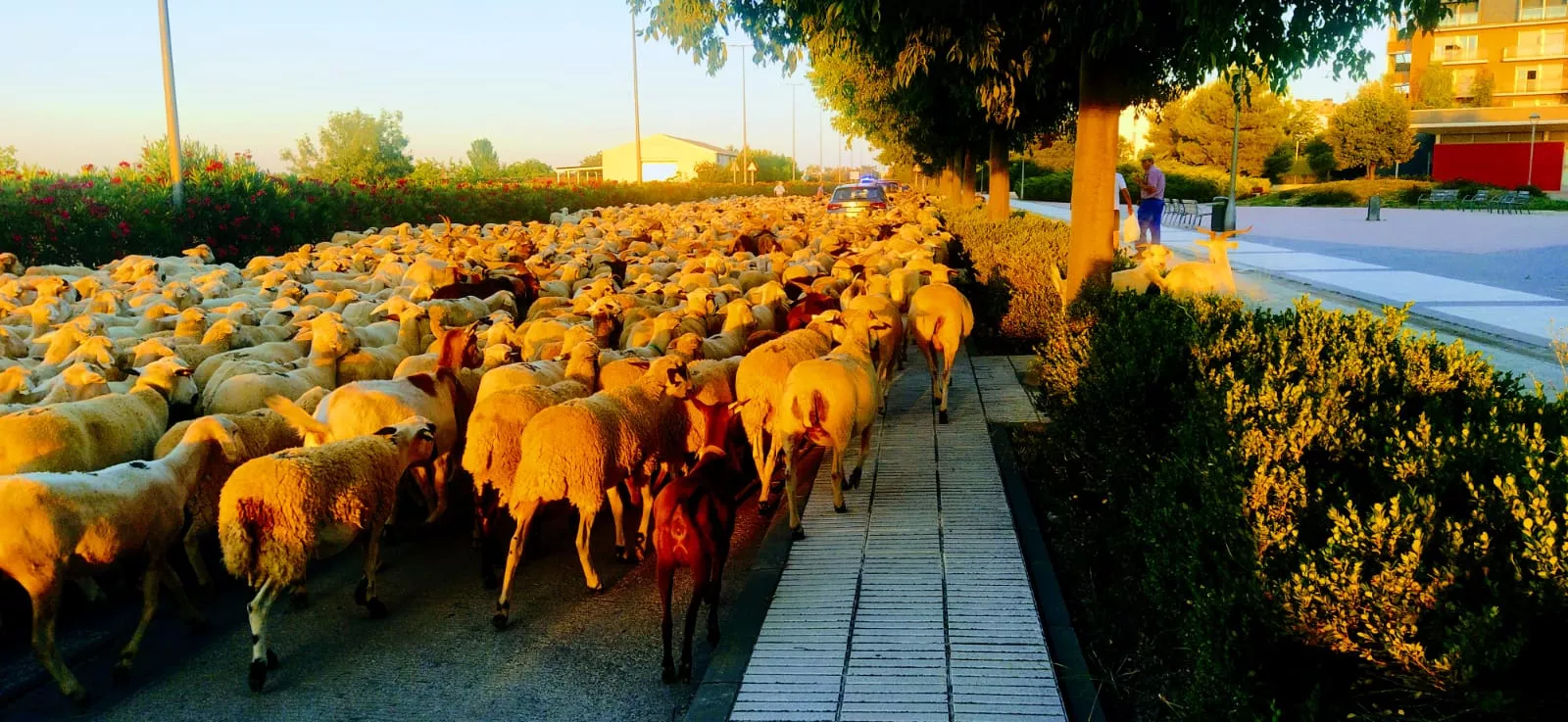 Trashumancia de un rebaño de dos mil ovejas y cabras por Huesca. Foto Joaquín Santafé