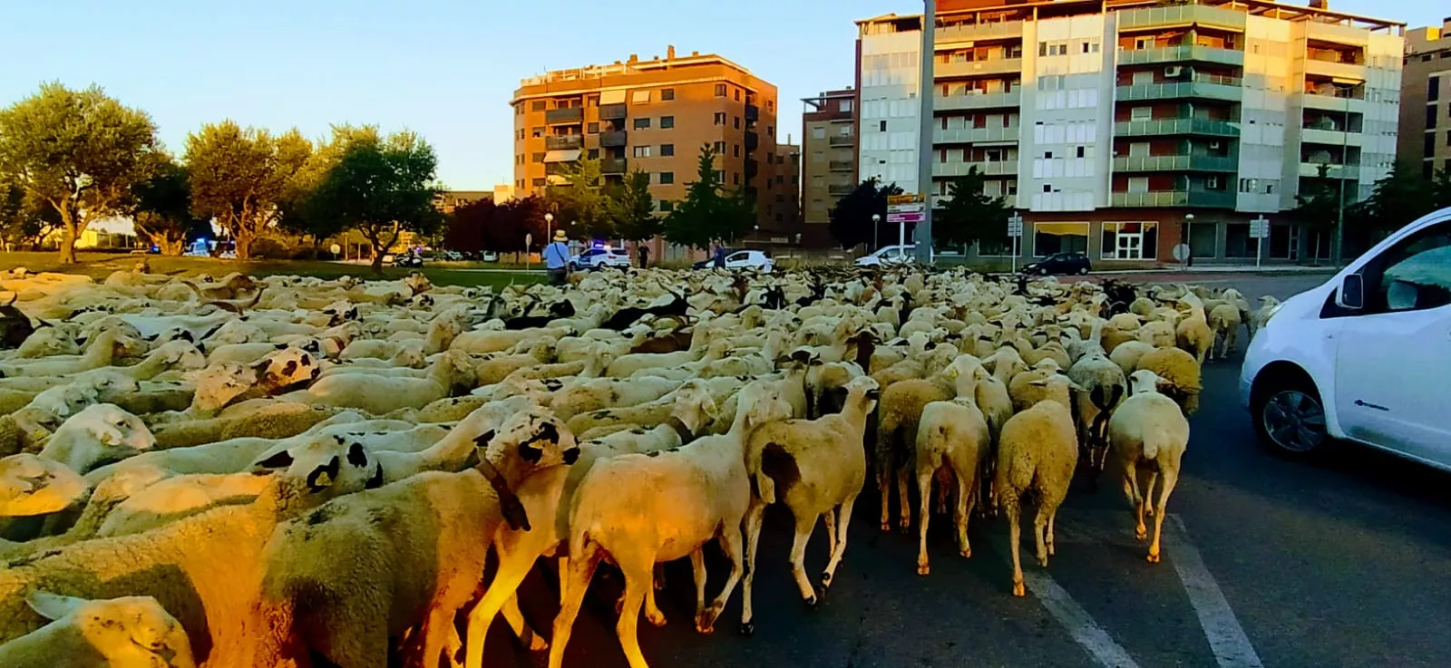 Trashumancia de un rebaño de dos mil ovejas y cabras por Huesca. Foto Joaquín Santafé