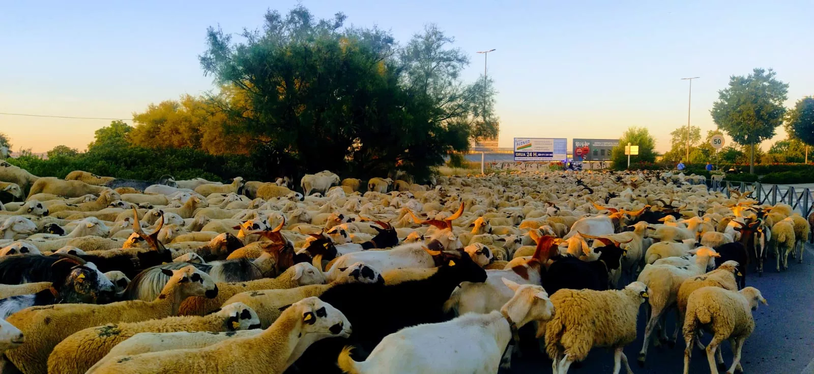 Trashumancia de un rebaño de dos mil ovejas y cabras por Huesca. Foto Joaquín Santafé