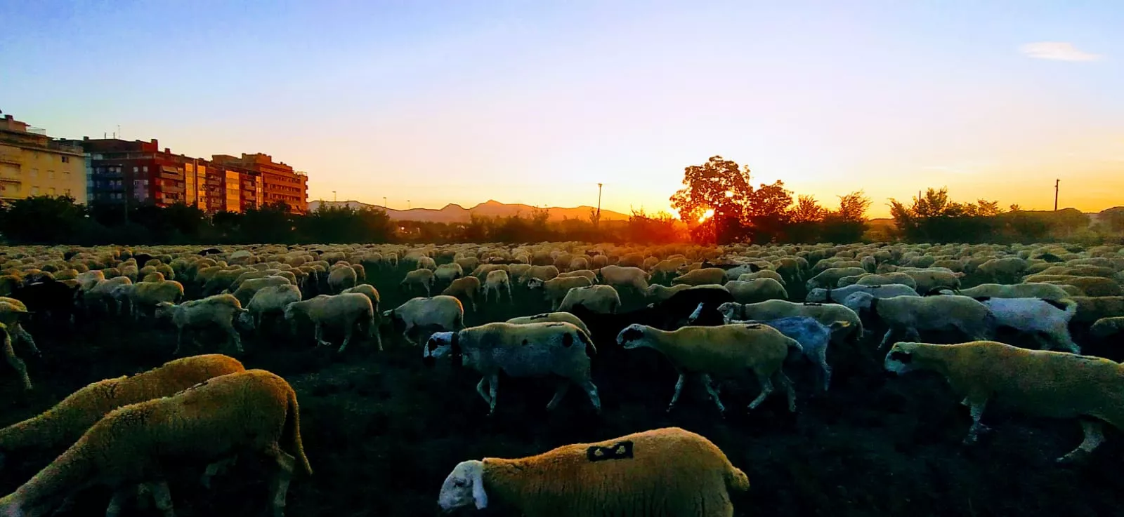 Trashumancia de un rebaño de dos mil ovejas y cabras por Huesca. Foto Joaquín Santafé