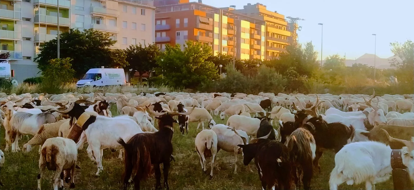 Trashumancia de un rebaño de dos mil ovejas y cabras por Huesca. Foto Joaquín Santafé