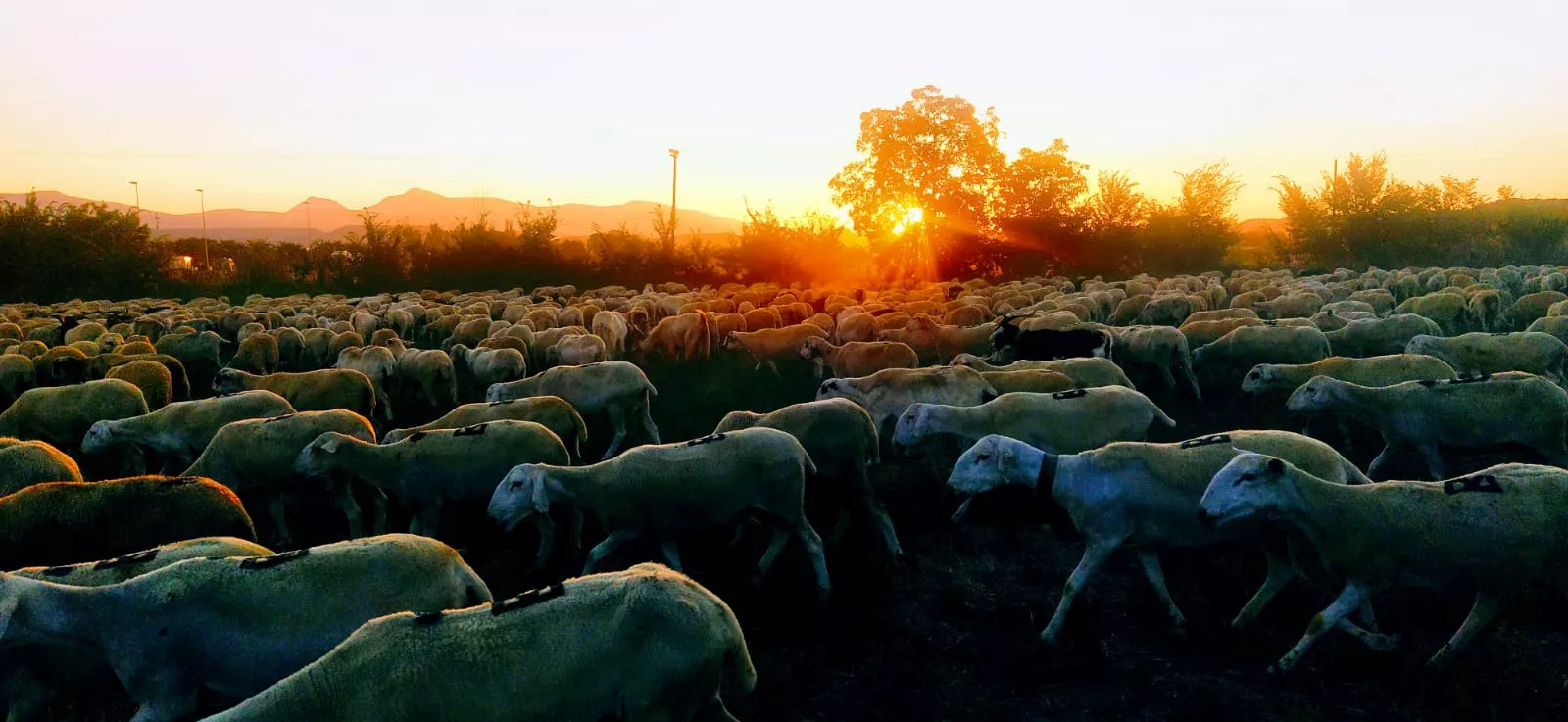Trashumancia de un rebaño de dos mil ovejas y cabras por Huesca. Foto Joaquín Santafé
