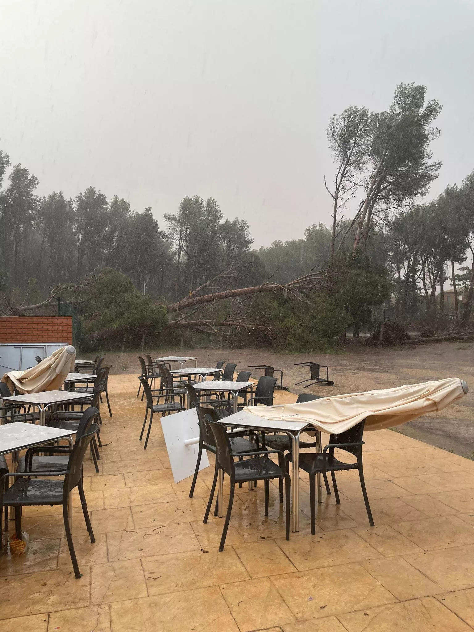 Árboles caídos y vehículos afectados por el vendaval en El Temple
