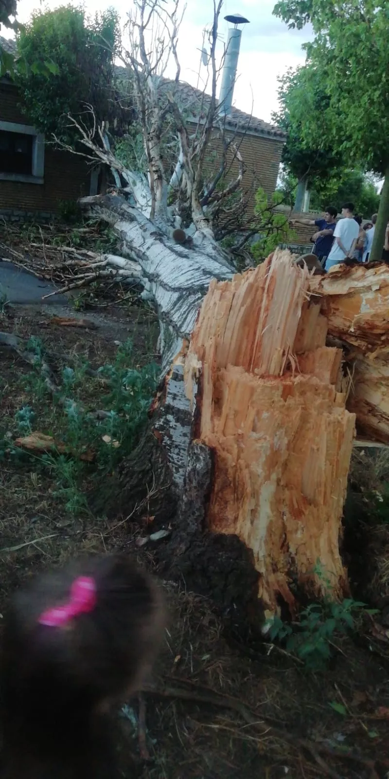 Destrozos entre Gurrea de Gállego y Almudévar por el viento huracanado