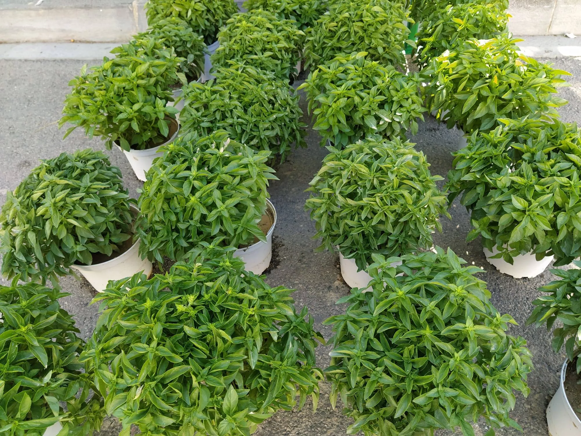 El Ayuntamiento planifica colocar albahaca en el centro de Huesca desde el 1 de agosto. Foto: Brotalia El Ayuntamiento planifica colocar albahaca en el centro de Huesca desde el 1 de agosto. Foto: Brotalia