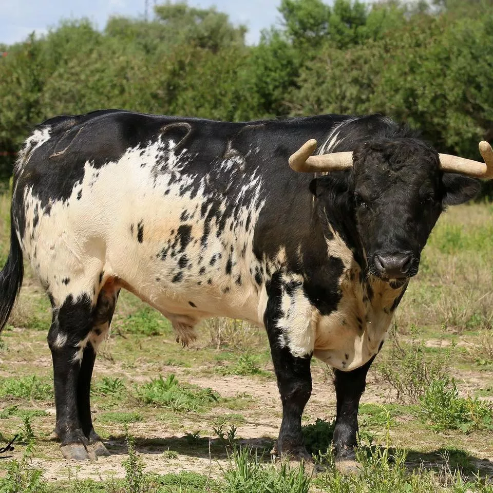 Un toro burraco de Torrealta que se lidiará en Huesca.