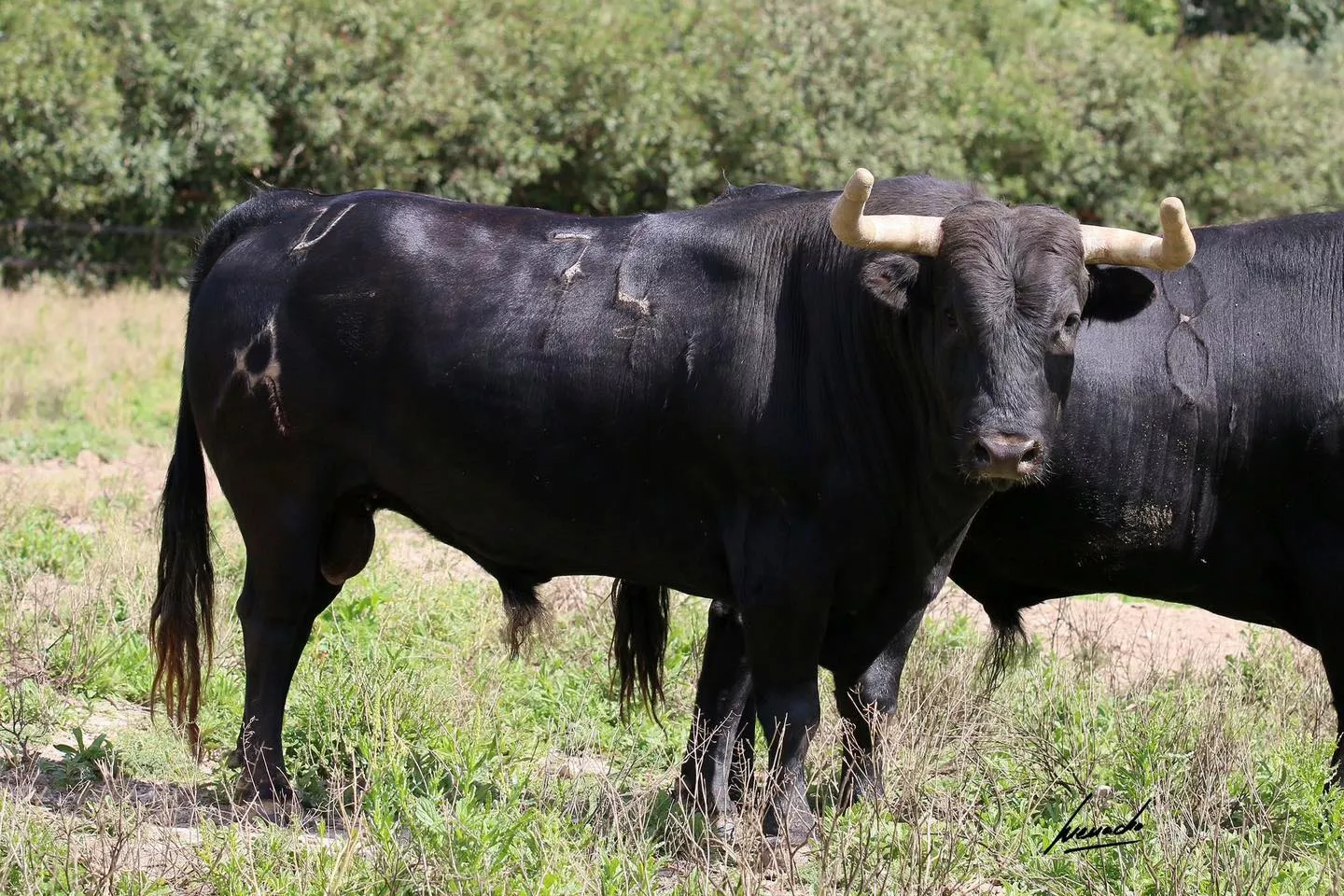 Imágenes de los toros de Torrealta que abrirán la Feria de La Albahaca 2024