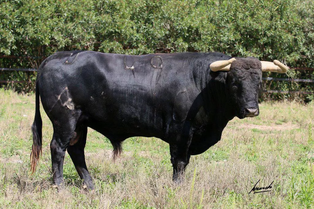 Imágenes de los toros de Torrealta que abrirán la Feria de La Albahaca 2024
