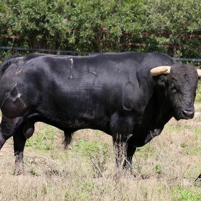 Imágenes de los toros de Torrealta que abrirán la Feria de La Albahaca 2024