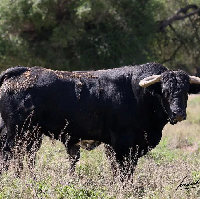 Imágenes de los toros de Torrealta que abrirán la Feria de La Albahaca 2024