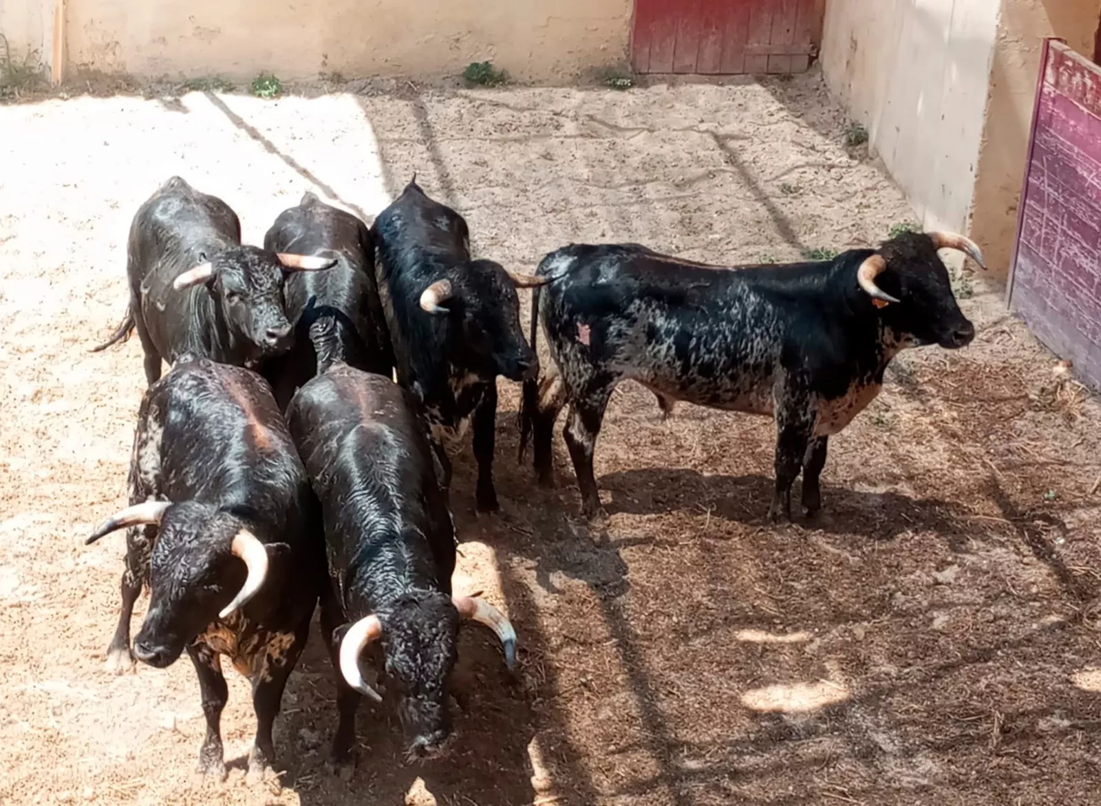 Novillos de Cayetano Muñoz en los corrales de Huesca. Foto Carlos Jalle