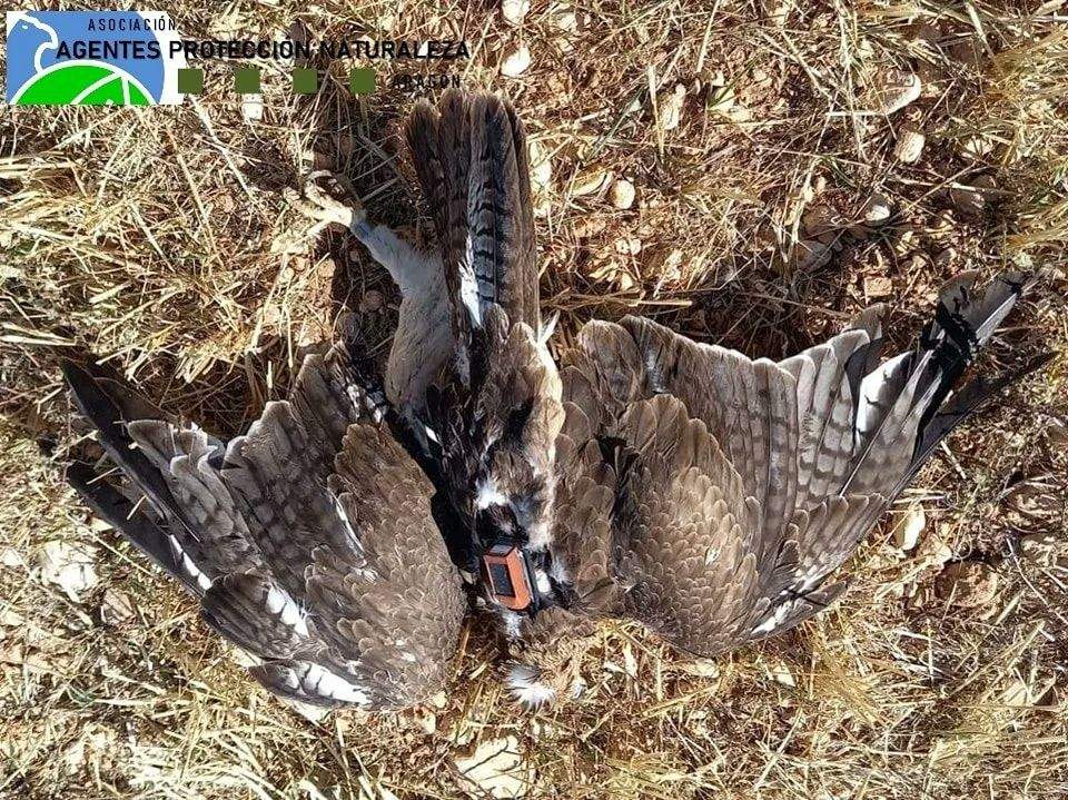Cadáver de una de las águilas liberadas en la Sierra de Guara