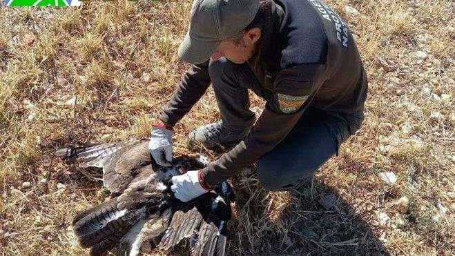 Un APN con el águila hallada gracias al radiotransmisor Un APN con el águila hallada gracias al radiotransmisor