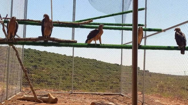 Las águilas de Bonelli en su etapa de adaptación al medio antes de ser liberadas en Guara