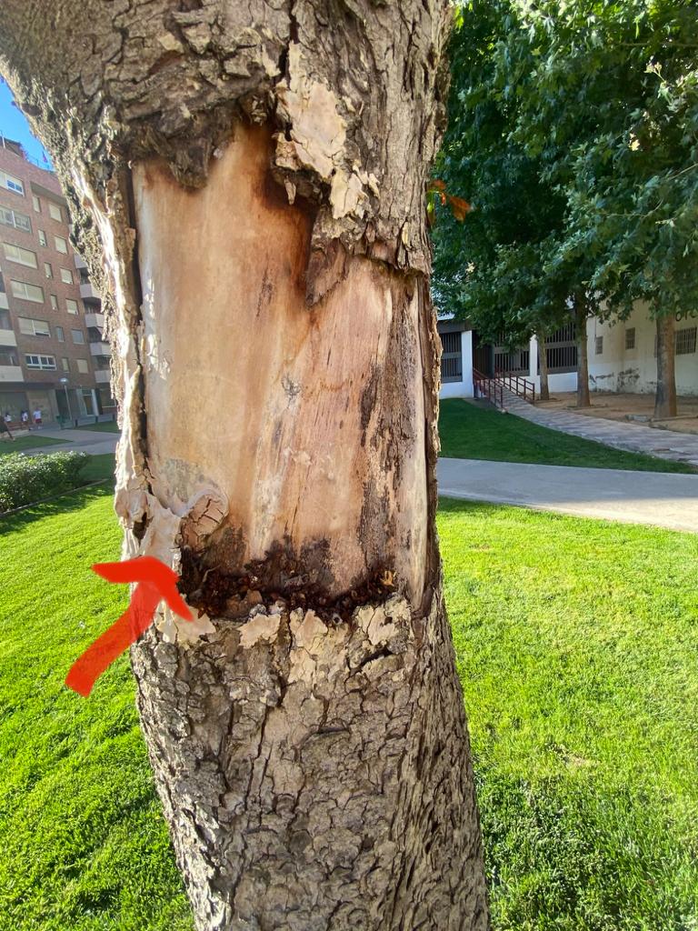 Castaño de indias trasladado desde la plaza de Santo Domingo Castaño de indias trasladado desde la plaza de Santo Domingo