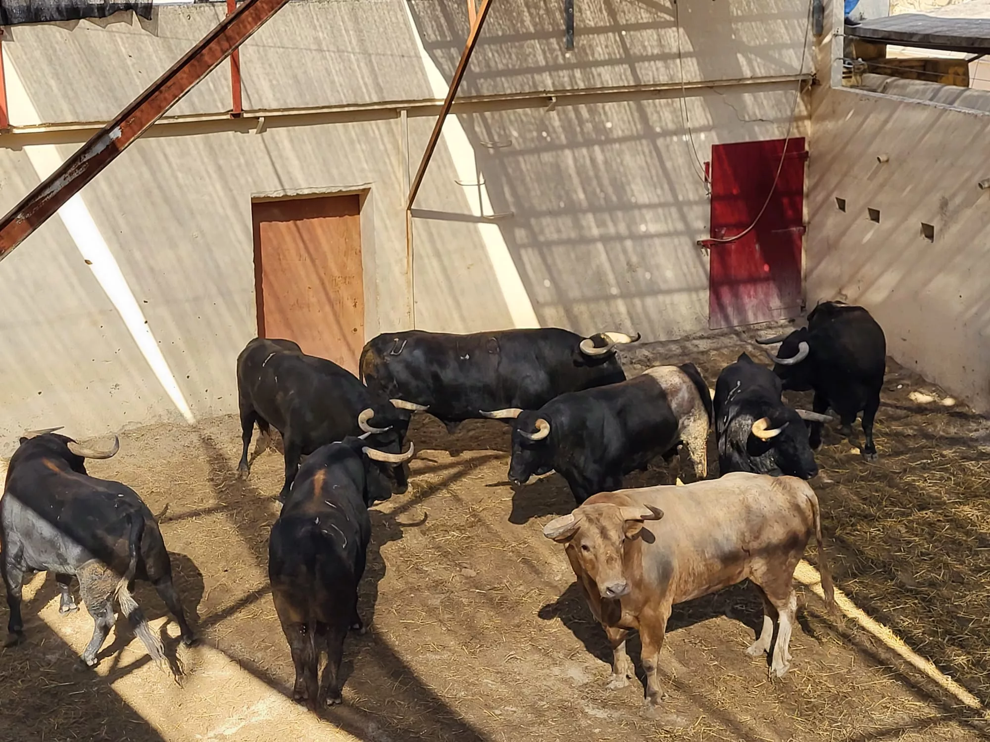 Los toros de Torrealta ya están en Huesca