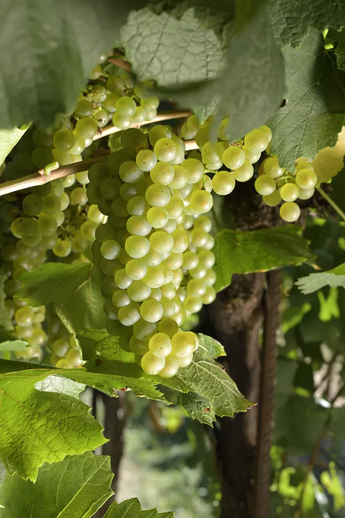 Uva Chardonnay del Somontano