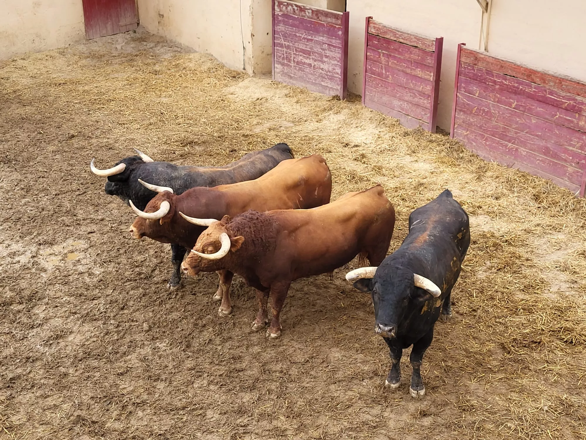 Sorteados y enchiquerados los toros de El Pilar para la cuarta corrida de la Feria de La Albahaca. Foto: Adrián Mora