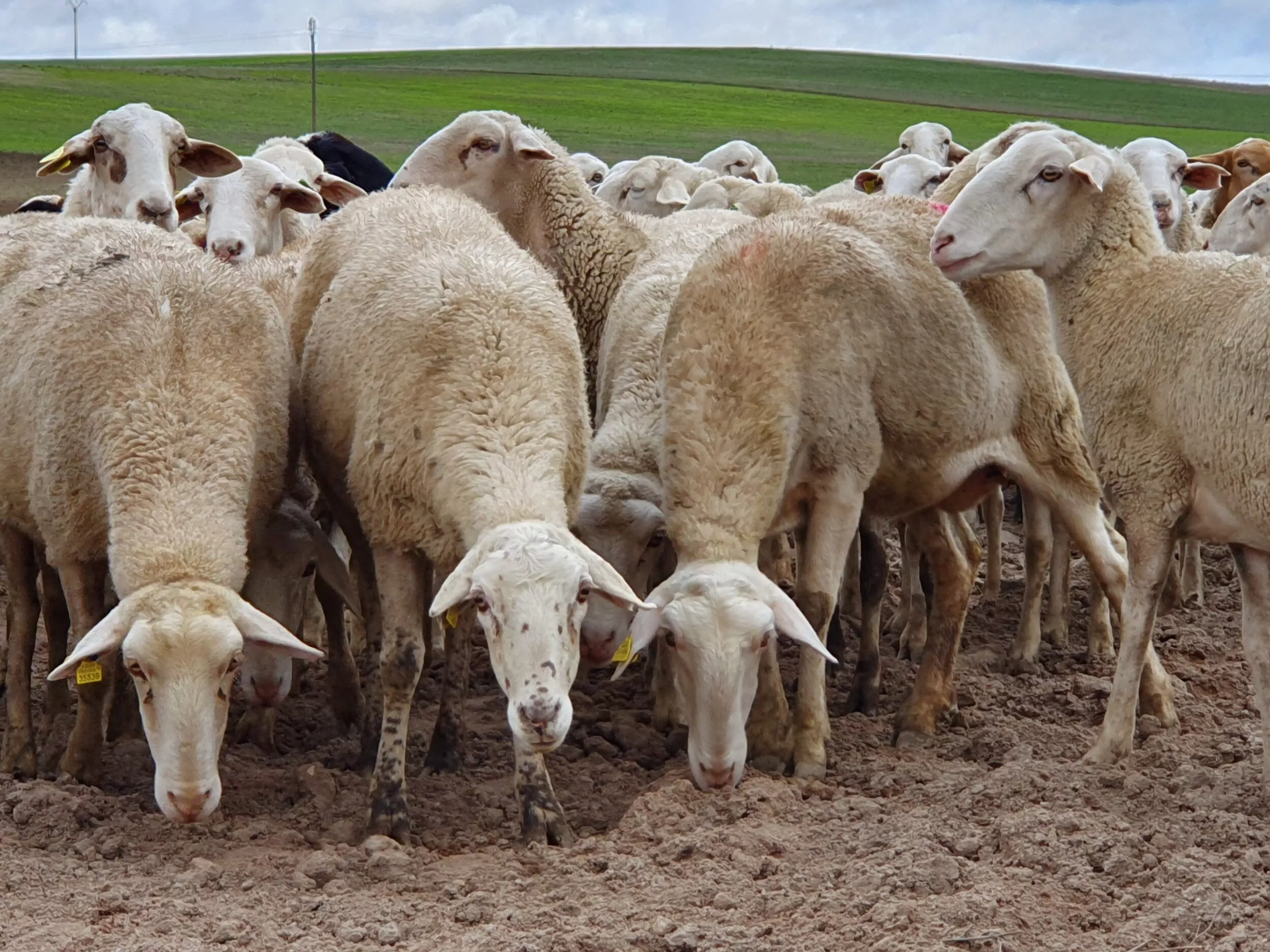 La enfermedad de la lengua azul afecta a explotaciones de la provincia de Huesca.