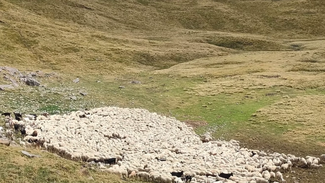 Rebaño en la zona entre Hecho y Ansó. Rebaño en la zona entre Hecho y Ansó.