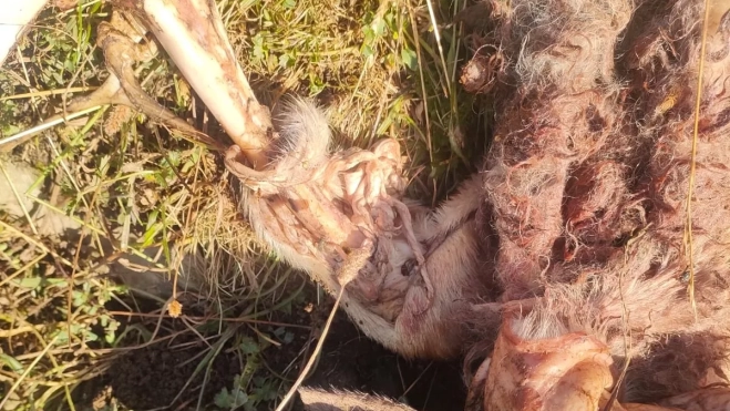 Una de las ovejas atacadas por el oso. Una de las ovejas atacadas por el oso.