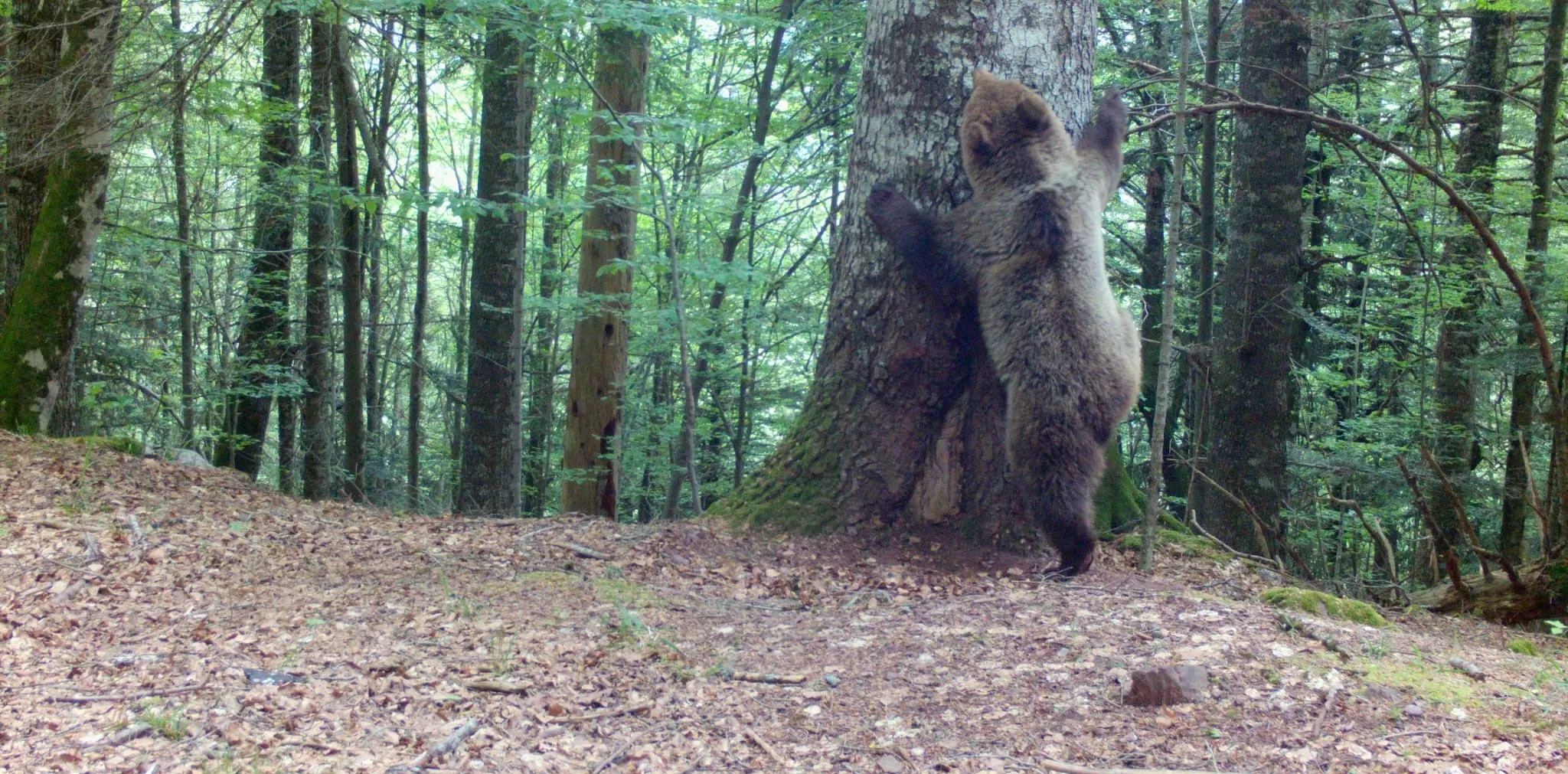 Imagen de un oso en la zona de Hecho y Ansó.