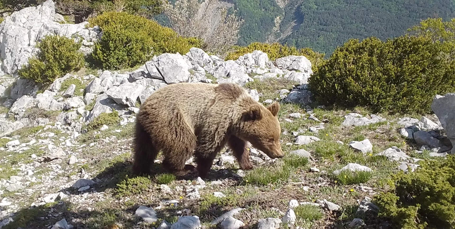 Imagen tomada de un oso el pasado año en los Valles Occidentales en Huesca. 