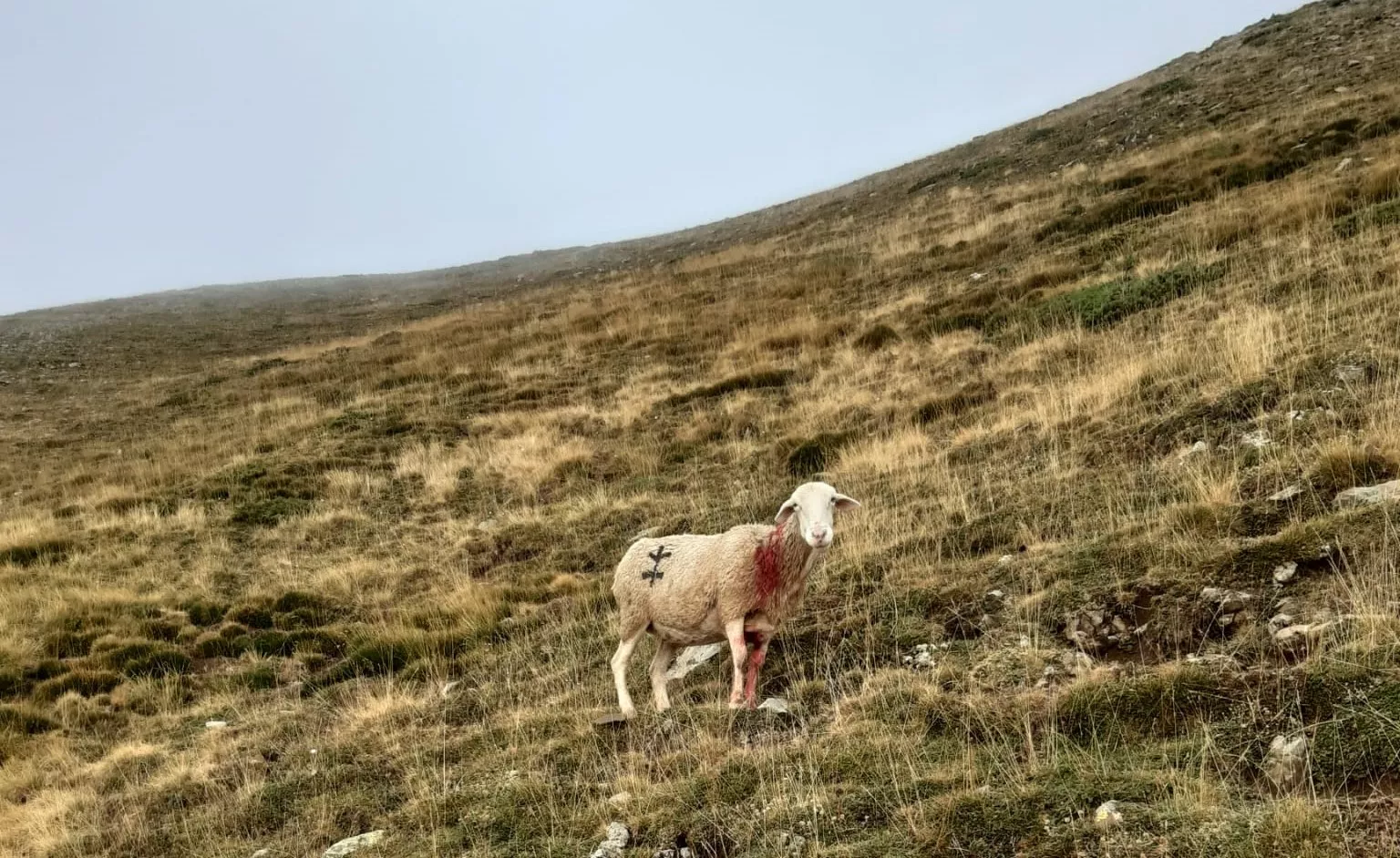 Una de las ovejas atacadas por el oso en Hecho.
