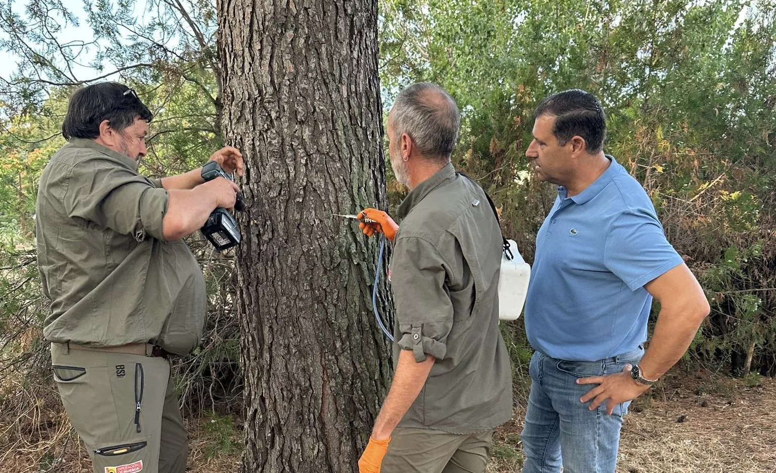 Inicio de los trabajos de la campaña contra la procesionaria en Barbastro.
