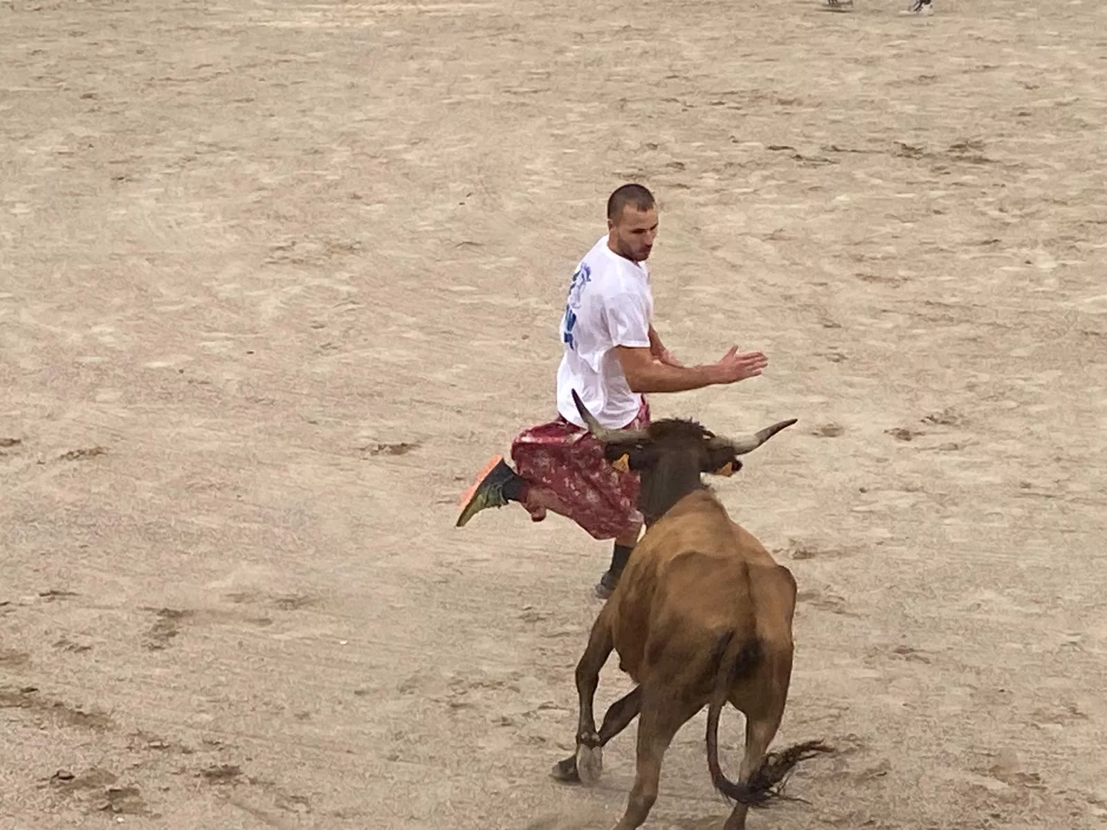 Vaquillas en la Plaza de Toros de Barbastro