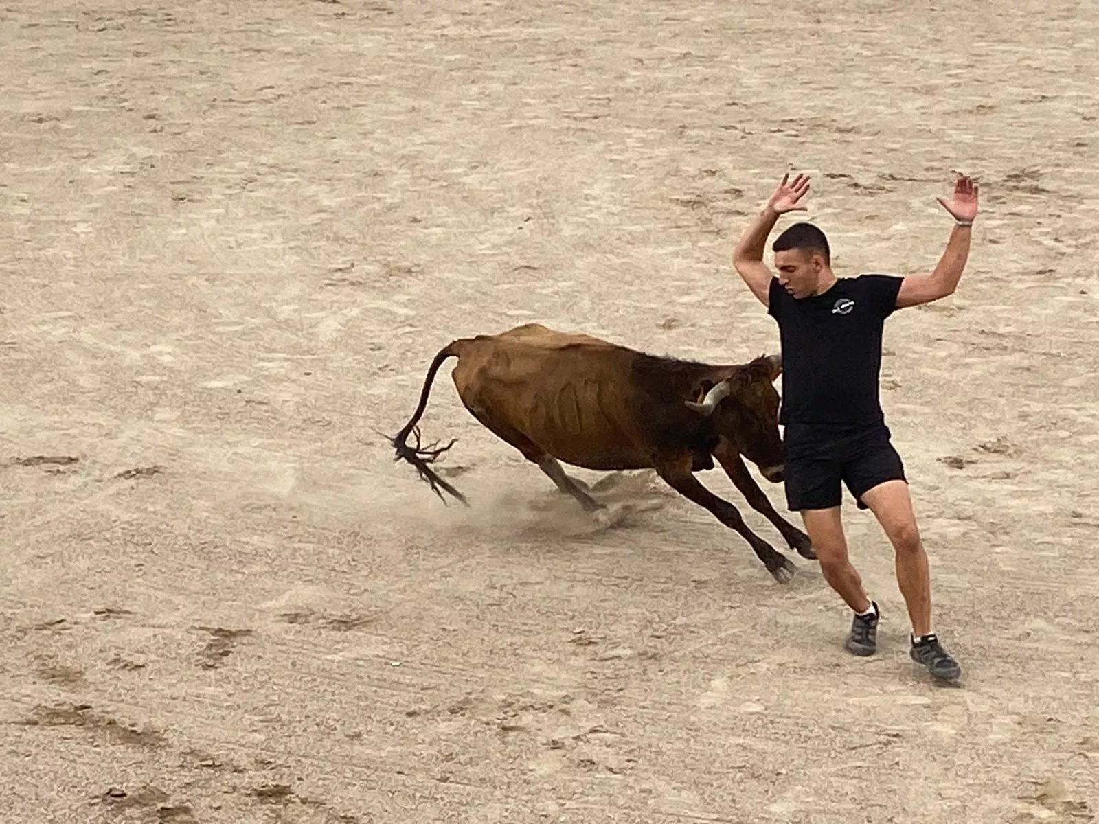 Vaquillas en la Plaza de Toros de Barbastro